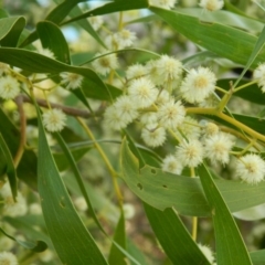 Acacia melanoxylon (Blackwood) at Paddys River, ACT - 28 Sep 2015 by ArcherCallaway