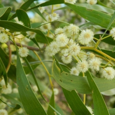 Acacia melanoxylon (Blackwood) at Paddys River, ACT - 28 Sep 2015 by ArcherCallaway