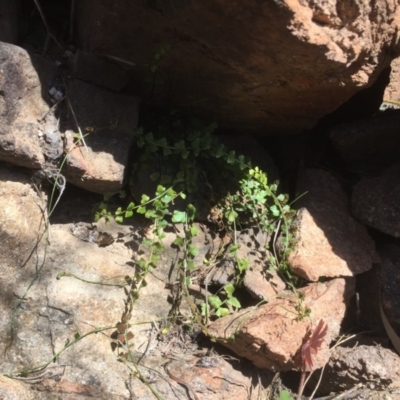 Asplenium flabellifolium (Necklace Fern) at Stromlo, ACT - 29 Sep 2015 by dcnicholls