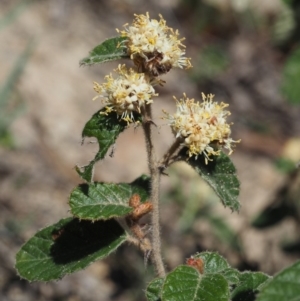 Pomaderris eriocephala at Paddys River, ACT - 27 Sep 2015 09:20 AM