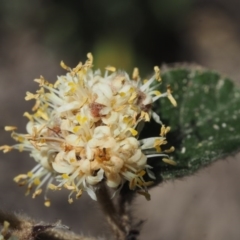 Pomaderris eriocephala at Paddys River, ACT - 27 Sep 2015 09:20 AM