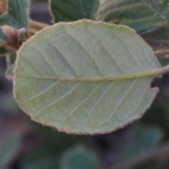 Pomaderris eriocephala at Paddys River, ACT - 27 Sep 2015 09:20 AM