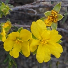 Hibbertia calycina (Lesser Guinea-flower) at Paddys River, ACT - 26 Sep 2015 by KenT