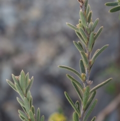 Hibbertia calycina at Paddys River, ACT - 27 Sep 2015 09:57 AM