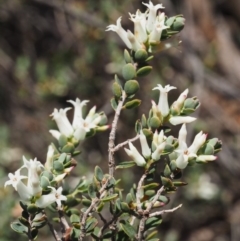 Brachyloma daphnoides at Paddys River, ACT - 27 Sep 2015 10:16 AM