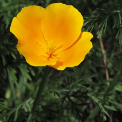 Eschscholzia californica (California Poppy) at Paddys River, ACT - 27 Sep 2015 by KenT