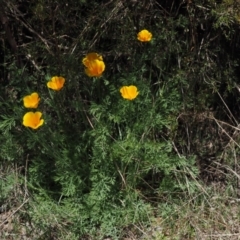 Eschscholzia californica at Paddys River, ACT - 27 Sep 2015