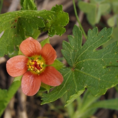 Modiola caroliniana (Red-flowered Mallow) at Paddys River, ACT - 27 Sep 2015 by KenT