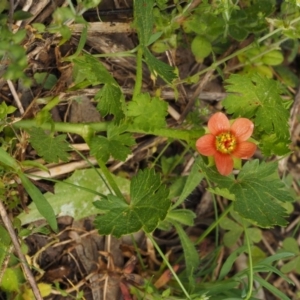 Modiola caroliniana at Paddys River, ACT - 27 Sep 2015