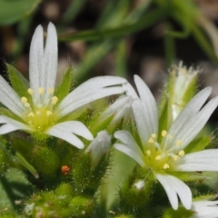 Cerastium glomeratum (Sticky Mouse-ear Chickweed) at Paddys River, ACT - 27 Sep 2015 by KenT