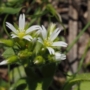 Cerastium glomeratum at Paddys River, ACT - 27 Sep 2015