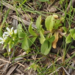 Cerastium glomeratum at Paddys River, ACT - 27 Sep 2015