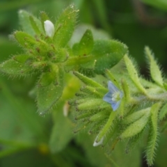 Veronica arvensis (Wall Speedwell) at Paddys River, ACT - 27 Sep 2015 by KenT