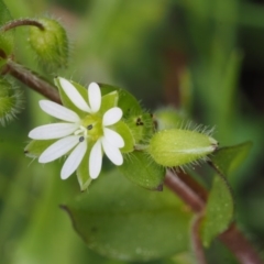 Stellaria media (Common Chickweed) at Paddys River, ACT - 27 Sep 2015 by KenT