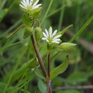 Stellaria media at Paddys River, ACT - 27 Sep 2015