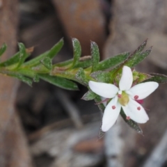 Rhytidosporum procumbens (White Marianth) at Point 5805 - 28 Sep 2015 by KenT