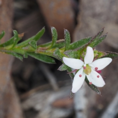 Rhytidosporum procumbens (White Marianth) at Canberra Central, ACT - 28 Sep 2015 by KenT