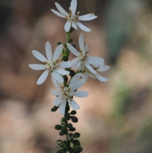 Olearia microphylla at Canberra Central, ACT - 28 Sep 2015 12:59 PM