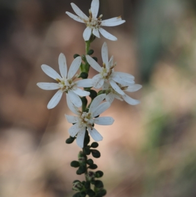Olearia microphylla (Olearia) at Canberra Central, ACT - 28 Sep 2015 by KenT
