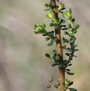 Olearia microphylla at Canberra Central, ACT - 28 Sep 2015 12:59 PM