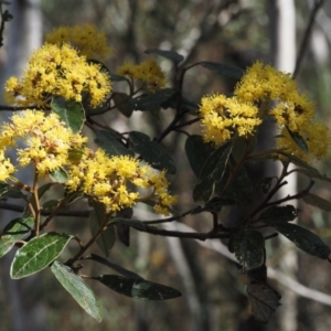 Pomaderris intermedia at Canberra Central, ACT - 28 Sep 2015 12:37 PM