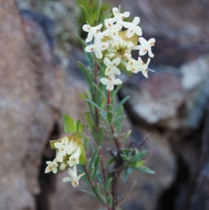 Pimelea linifolia subsp. linifolia at Acton, ACT - 28 Sep 2015 08:14 AM