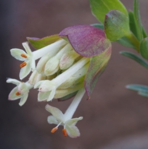 Pimelea linifolia subsp. linifolia at Acton, ACT - 28 Sep 2015 08:14 AM