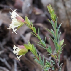 Pimelea linifolia subsp. linifolia at Acton, ACT - 28 Sep 2015 08:14 AM