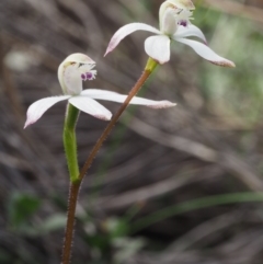 Caladenia ustulata (Brown Caps) at Canberra Central, ACT - 28 Sep 2015 by KenT