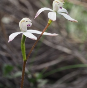 Caladenia ustulata at Canberra Central, ACT - suppressed