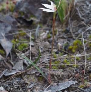 Caladenia fuscata at Canberra Central, ACT - 28 Sep 2015