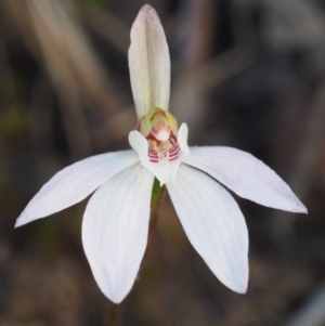 Caladenia fuscata at Canberra Central, ACT - suppressed