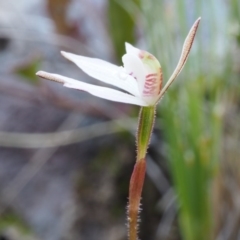 Caladenia fuscata at Canberra Central, ACT - 28 Sep 2015