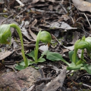 Pterostylis nutans at Canberra Central, ACT - 28 Sep 2015