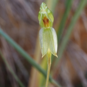 Bunochilus umbrinus at suppressed - 28 Sep 2015