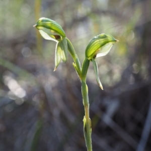 Bunochilus umbrinus at suppressed - 28 Sep 2015