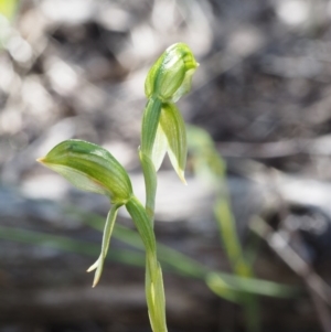 Bunochilus umbrinus at suppressed - 28 Sep 2015