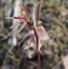 Cyrtostylis reniformis (Common Gnat Orchid) at Canberra Central, ACT - 28 Sep 2015 by KenT