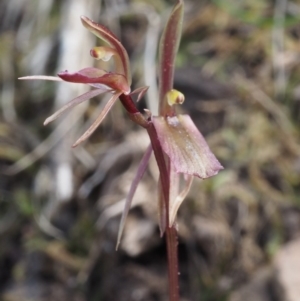 Cyrtostylis reniformis at suppressed - suppressed