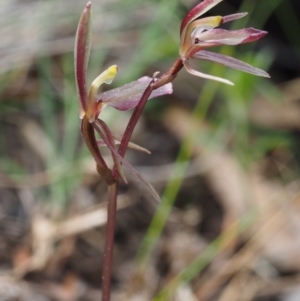 Cyrtostylis reniformis at suppressed - suppressed