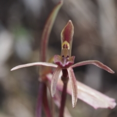 Cyrtostylis reniformis at suppressed - suppressed