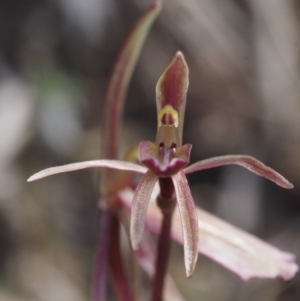 Cyrtostylis reniformis at suppressed - suppressed