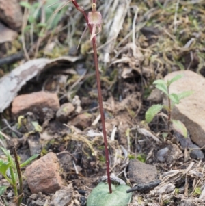 Cyrtostylis reniformis at suppressed - suppressed