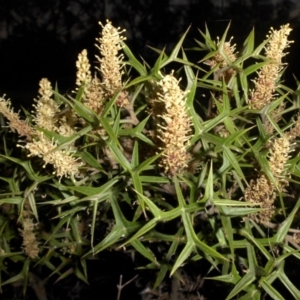 Grevillea ramosissima subsp. ramosissima at Majura, ACT - 29 Sep 2015 07:00 PM