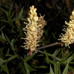 Grevillea ramosissima subsp. ramosissima at Majura, ACT - 29 Sep 2015 07:00 PM