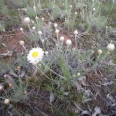 Leucochrysum albicans subsp. tricolor (Hoary Sunray) at Majura, ACT - 29 Sep 2015 by SilkeSma