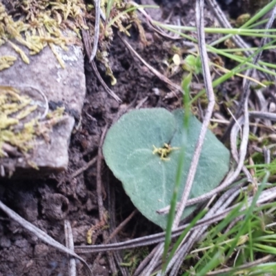 Acianthus sp. (Mayflower Orchid) at Acton, ACT - 28 Sep 2015 by MattM