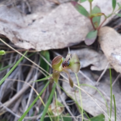 Chiloglottis trapeziformis (Diamond Ant Orchid) at Point 8 - 28 Sep 2015 by MattM