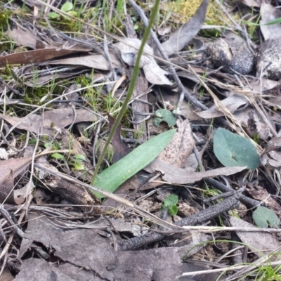 Glossodia major (Wax Lip Orchid) at Canberra Central, ACT - 28 Sep 2015 by MattM