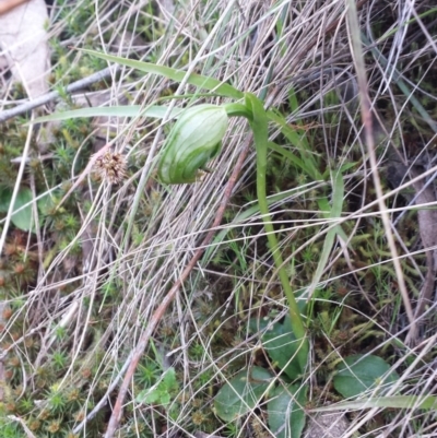 Pterostylis nutans (Nodding Greenhood) at Acton, ACT - 28 Sep 2015 by MattM